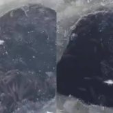 Атырауда жүздеген шабақ қырылып қалған (ВИДЕО)