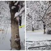 Шымкентте 10 жасар баланың үстіне ағаш бұтағы құлап, көз жұмды