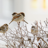 Боран, қалың қар: Бүгін ел аумағында қатты аяз күтіледі