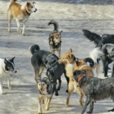 Петропавлда қаңғыбас иттер көбейді: ата-аналар балаларын мектепке жалғыз жіберуге қорқады