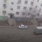 Атырауда оқушыға ит шапты: қаңғыбас иттер мәселесі қауіпті деңгейге жетті