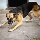 Оралда бір топ қаңғыбас ит 5 жастағы қызды талап тастады