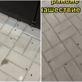 Ақтөбені қара қоңыз басты