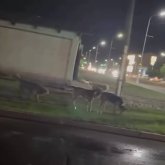 Қарағандыда түнде дала кезген төбеттер: Әкімдік қашанға дейін бейқам отырмақ?