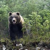 Шығыс Қазақстанда аю 58 жастағы ер адамға шабуыл жасады
