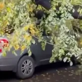 Алматыда көліктің үстіне ағаш құлады (ВИДЕО)