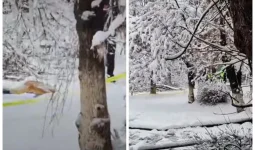 Шымкентте 10 жасар баланың үстіне ағаш бұтағы құлап, көз жұмды