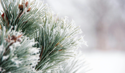 Тұман, көктайғақ: Бірнеше өңірде қолайсыз ауа-райына байланысты ескерту жасалды