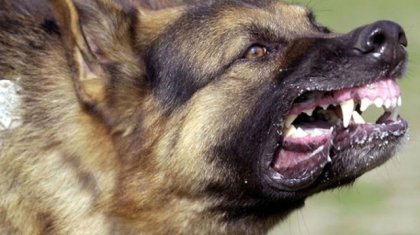 Алматыда ит ойнап отырған балаға шабуыл жасады (ВИДЕО)