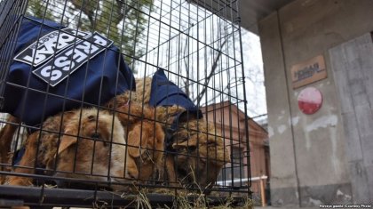 Мәскеуде Путиннің жақыны жайлы мақала жазған газет редакциясына әлдебіреулер тірі қой әкеліп тастады