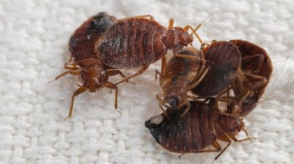 «Ақтөбе-Алматы» бағытындағы пойыздың жолаушылары төсекте зиянкестердің барын  айтты (ВИДЕО)