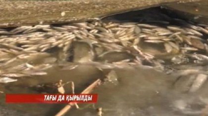 Енді алабұға: Атырауда тағы да балықтар қырылып жатыр