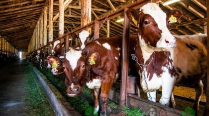 Как в Костанае реализуют проект «Умная молочная ферма»