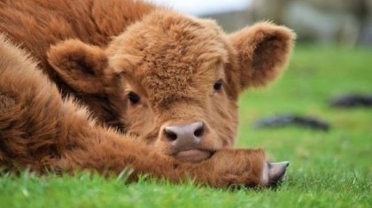 Ақтөбе облысында сиыр екібасты бұзау туды (ВИДЕО)