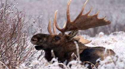 Четырех браконьеров из Астаны задержали с тушами лосей в Карагандинской области