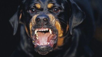 Алматыда ротвейлер тұқымды екі ит 3 жасар қызды талап өлтірді