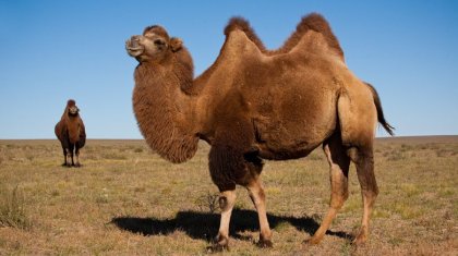 Түйенің зәрі дәрі ме? (ВИДЕО)