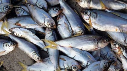 Алматы облысында «Первомай тоғанынан» 2 тонна өлі балық табылды