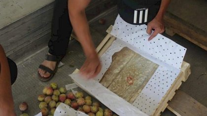 Көкөністің арасына жасырылған 44 кг 300 грамм героин тәркіленді