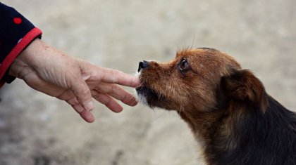 Айлакер ит қылығымен желі жұлдызы атанды (ВИДЕО)