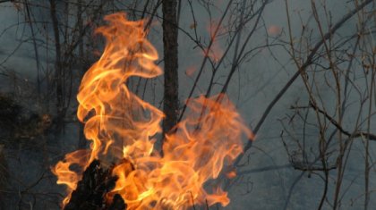 Бразилияда орман әлі өртеніп жатыр