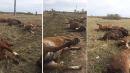 Зират маңындағы 28 жылқының өліміне не себеп? (ВИДЕО)