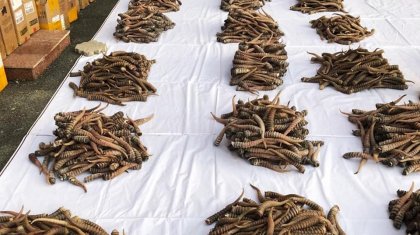 Кемінде 3 мың киік атқан: Қазақстаннан Қытайға мүйіз сатып жүргендер ұсталды (ВИДЕО)