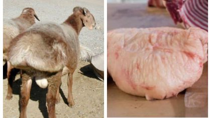 Биомедицина: құйрық майдың не қасиеті бар?