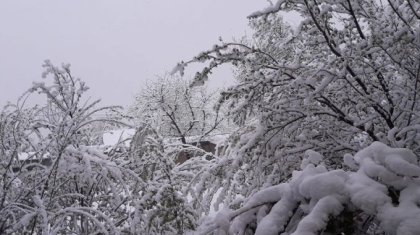 Қазақстанның оңтүстік бөлігі ақ қарға оранды (ФОТО, ВИДЕО)