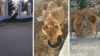 Ауылға келген арыстан «қамауға» алынды