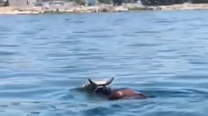 «Қашып кеткен құрбандық»: Ақтауда иесінен безген өгізді полицейлер зорға ұстады (ВИДЕО)