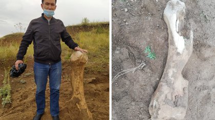 Ақмола облысынан мамонттың сүйегі табылды (ФОТО, ВИДЕО)