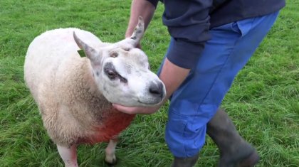 Аукционда 5 айлық тоқты 200 миллион теңгеге сатылды