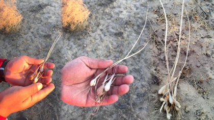 Малшылар коронавирустан жабайы жуа жеп аман қалғанын айтты