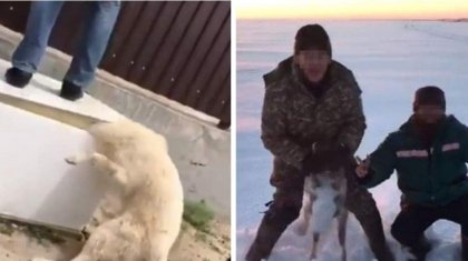 Енді жануарларды қорлағандар 2 жылға дейін бас бостандығынан айырылуы мүмкін