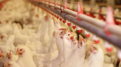 Тауық жұмыртқасы мен құс етінің бағасы неліктен шарықтап барады?