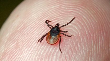 Қызылордада Конго-қырым қанды безгегі анықталды