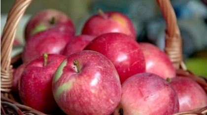 Түрік компаниясы Жамбыл облысында зауыт салмақ