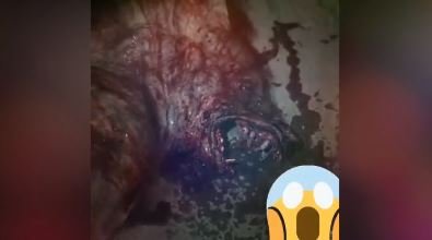 Қордайдан құбыжық табылды