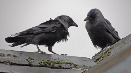 «Тұмсығымен шоқ тастайды»: Қостанай өңірін қарғалардың өртеп жүргені рас па?