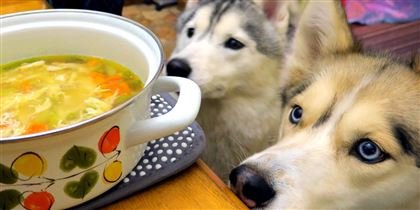 «Иттің етін аптасына бір мәрте жеймін»: Қызылорда өңірінде иттің етінен жасалған тағамдарға сұраныс артқан