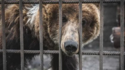 Павлодарда цирк иелері жануарларды стандартқа сай келмейтін жерде ұстағаны үшін жауапкершілікке тартылады