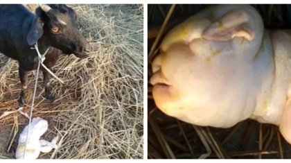 Ешкі балаға ұқсас лақ туды