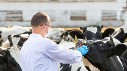 «Малды өртейміз»: Қарағанды облысында ірі қарадан аусыл шықты