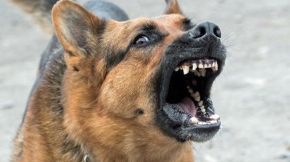Павлодар облысында 12 қойды талап өлтірген ит иесі жазаланды