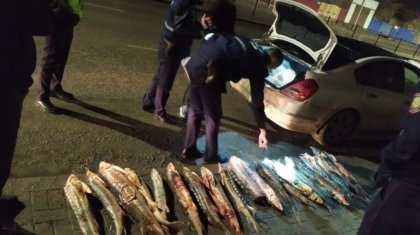 Атырауда бекіре балығын заңсыз тасымалдағандар ұсталды