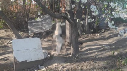 Алматы облысында белгісіз біреу итті қинап өлтіріп, ағашқа асып кеткен
