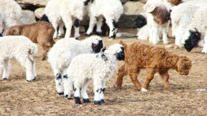 «Жаңа туған төл арам өліп жатыр»: Түркістан облысы тұрғындары шіркейдің көптігіне шағымданды