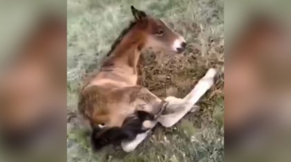 Қарағанды облысында екі аяқты құлын туды