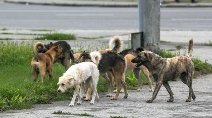 Ақтөбеде ит ұстау мен серуенге шығару ережелерін бекіту ұсынылды
